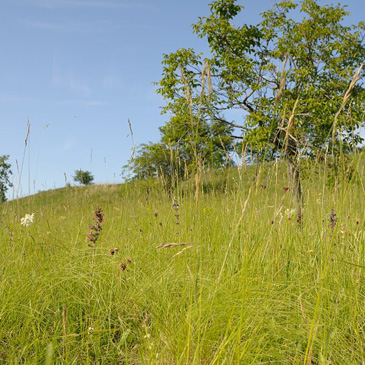 Echium maculatum, hadinec červený (...