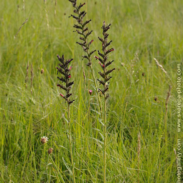 Echium maculatum, hadinec červený (...