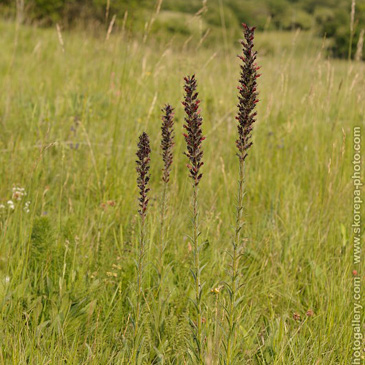 Echium maculatum, hadinec červený (...