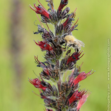 Echium maculatum, hadinec červený (...