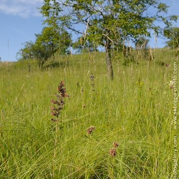 Echium maculatum, hadinec červený (...