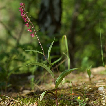 Epipactis atrorubens, kruštík...