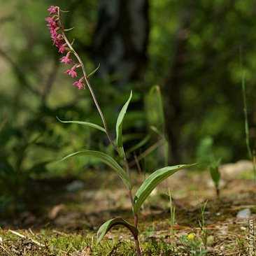 Epipactis atrorubens, kruštík...