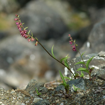 Epipactis atrorubens, kruštík...