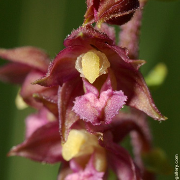 Epipactis atrorubens, kruštík...