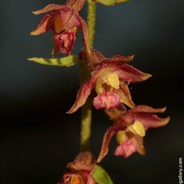 Epipactis atrorubens – kruštík tmavočervený