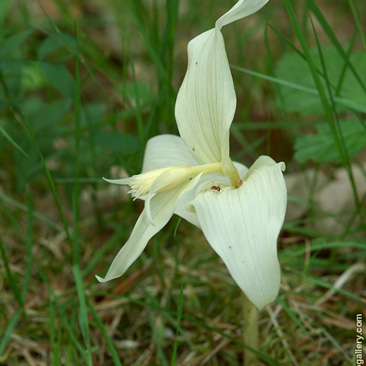 Epipactis helleborine, kruštík...