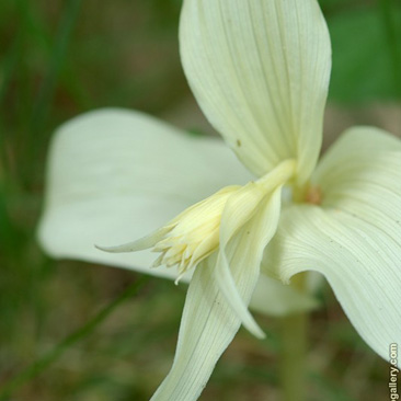 Epipactis helleborine, kruštík...