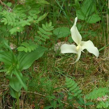 Epipactis helleborine, kruštík...