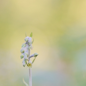 Epipactis microphylla, kruštík...