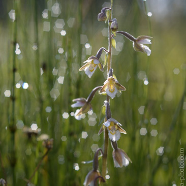 Epipactis palustris, kruštík bahenní...