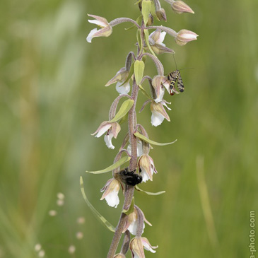 Epipactis palustris, kruštík bahenní...