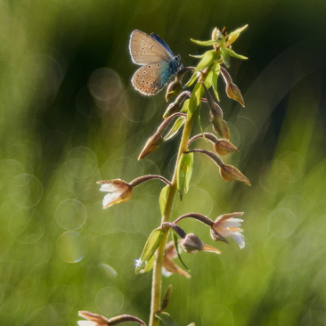 Epipactis palustris, kruštík bahenní...