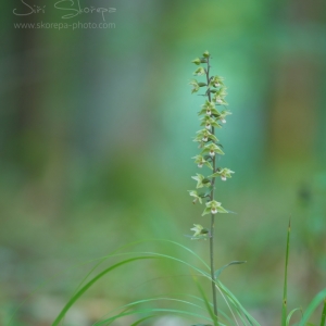 Epipactis purpurata, kruštík...