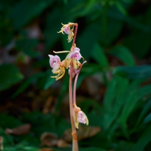 Epipogium aphyllum – sklenobýl bezlistý