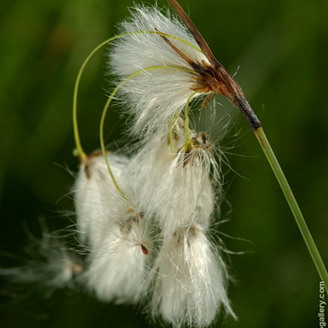 Eriophorum angustifolium, suchopýr...