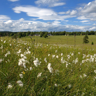 Eriophorum angustifolium – suchopýr úzkolistý