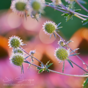 Eryngium planum, máčka plocholistá...