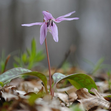 Erythronium dens-canis, kandík psí...