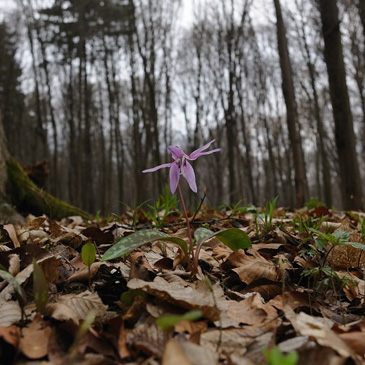 Erythronium dens-canis, kandík psí...