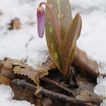 Erythronium dens-canis, kandík psí...