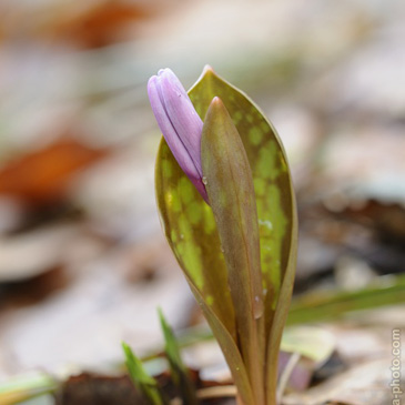 Erythronium dens-canis, kandík psí...