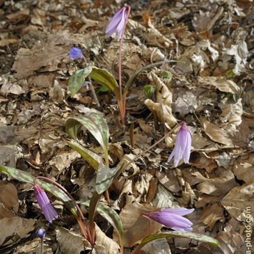 Erythronium dens-canis, kandík psí...