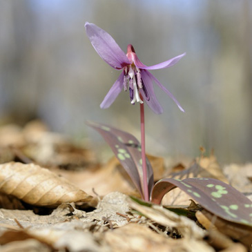 Erythronium dens-canis, kandík psí...