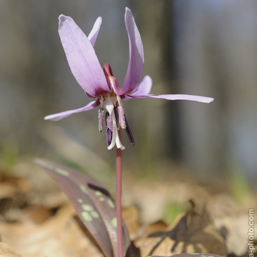 Erythronium dens-canis, kandík psí...