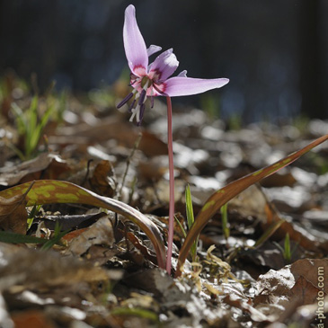 Erythronium dens-canis, kandík psí...