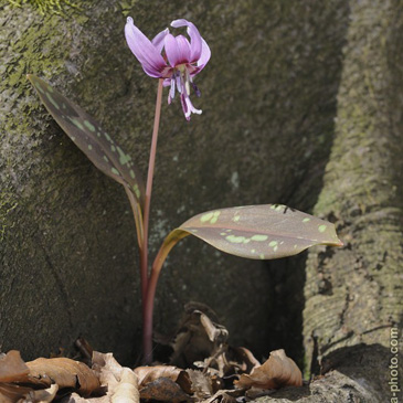 Erythronium dens-canis, kandík psí...