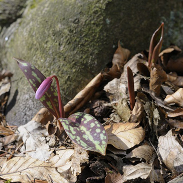 Erythronium dens-canis, kandík psí...