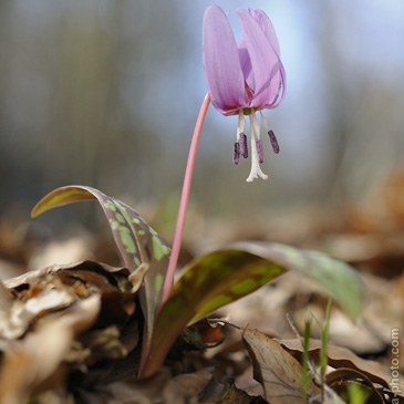 Erythronium dens-canis, kandík psí...