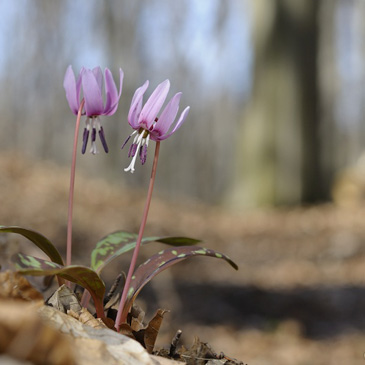 Erythronium dens-canis, kandík psí...