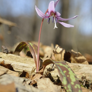 Erythronium dens-canis, kandík psí...