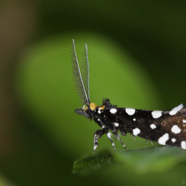 Euplocamus anthracinalis, mol ozdobný...