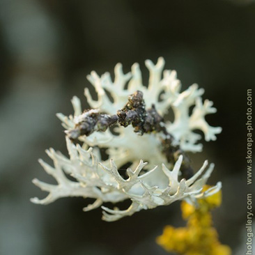 Evernia prunastri – větvičník slívový