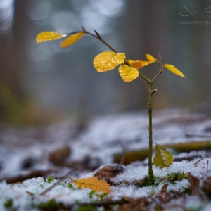 Fagus sylvatica - buk lesní