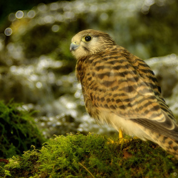 Falco tinnunculus, poštolka obecná