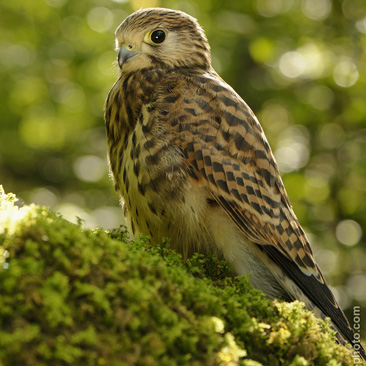 Falco tinnunculus, poštolka obecná