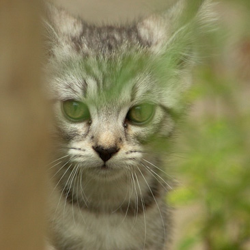 Felis silvestris catus – kočka domácí