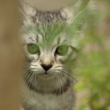 Felis silvestris catus, kočka domácí