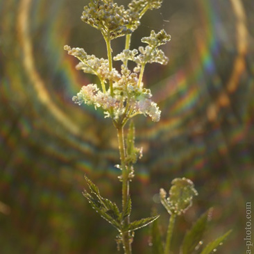 Filipendula ulmaria, tužebník...