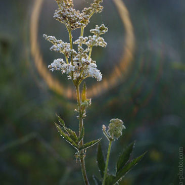 Filipendula ulmaria, tužebník...