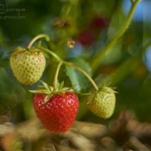 Fragaria × ananassa – jahodník velkoplodý