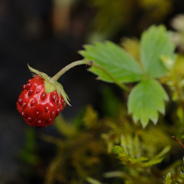 Fragaria vesca, jahodník obecný