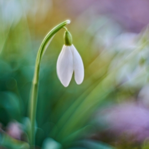 Galanthus nivalis, sněženka...