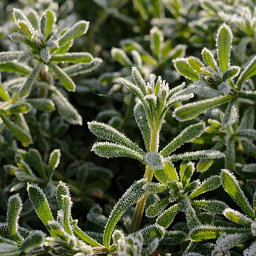 Galium aparine, svízel přítula -...