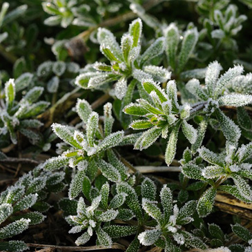 Galium aparine, svízel přítula -...