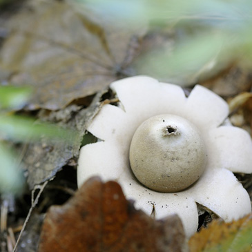 Geastrum fimbriatum – hvězdovka brvitá